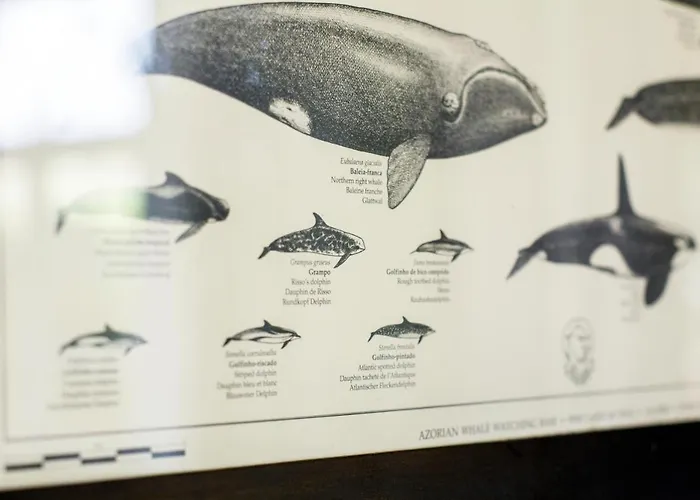 Estrela Do Atlântico Maison d'hôtes 3*